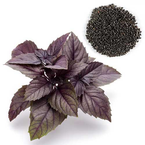 بذر ریحان بنفش